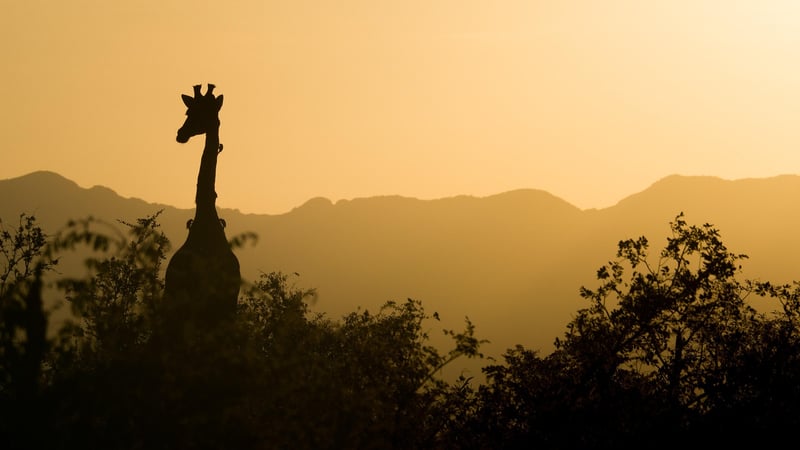 Safari in South Africa